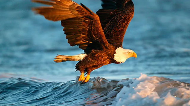 Animals Jigsaw Puzzle - Eagle
