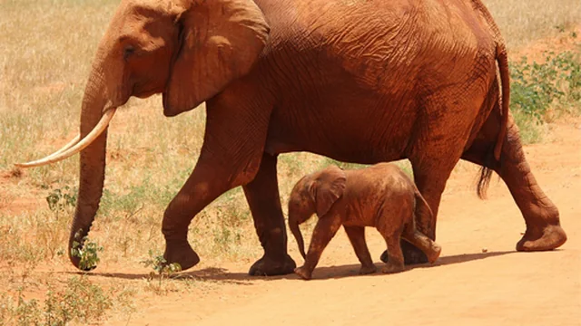 Animals Jigsaw Puzzle - Elephants