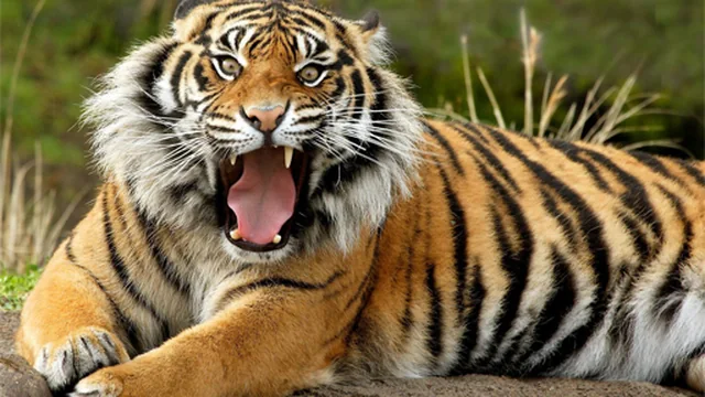 Animals Jigsaw Puzzle - Tiger