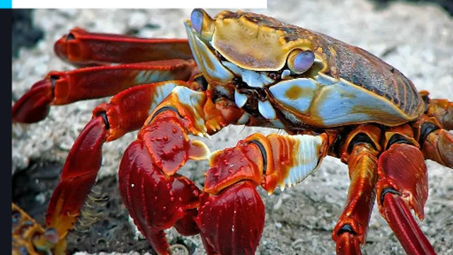 Beach Crab Jigsaw