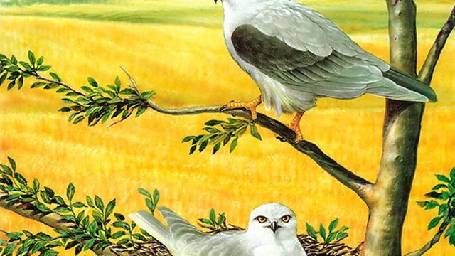 Birds of Prey Puzzle