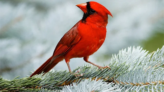Birds Puzzle game thumbnail