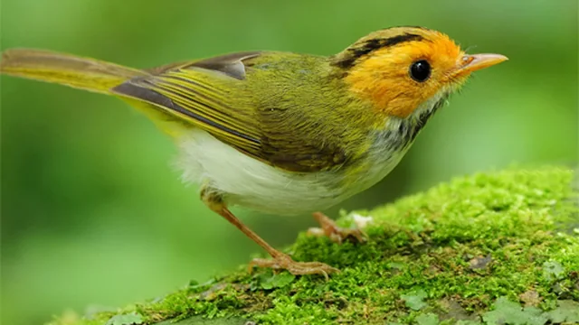 Birds Slide