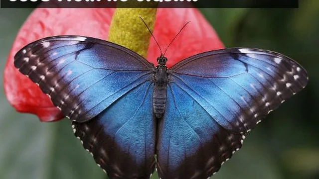 Blue Morpho Butterfly Jigsaw