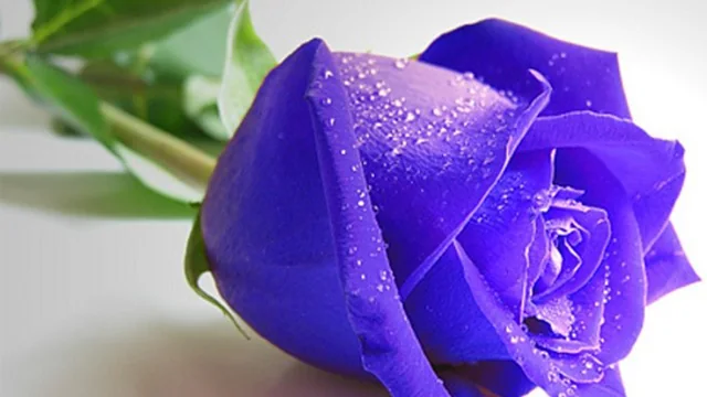 Blue Roses Puzzle
