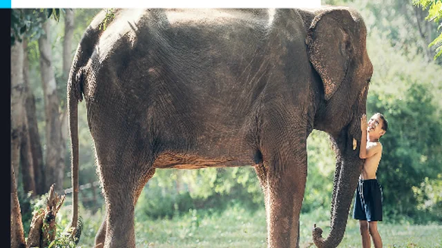Cambodia Elephant Kid Jigsaw