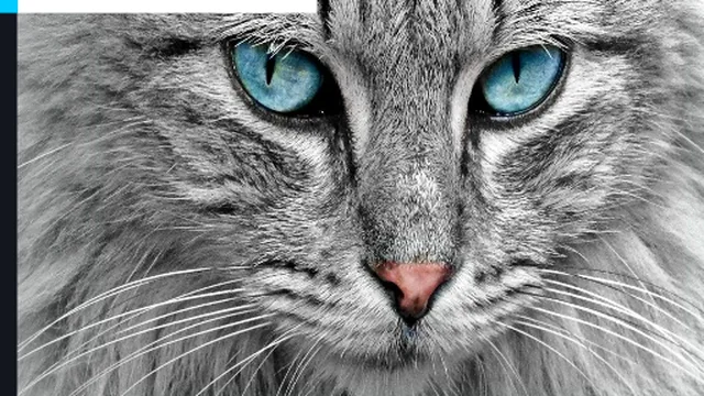 Cat Eye's Jigsaw