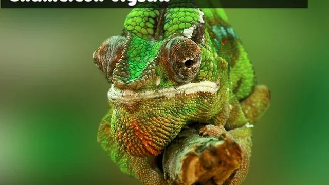 Chameleon Jigsaw