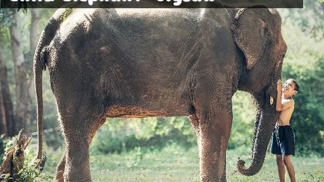 Child Elephant Jigsaw
