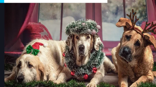 Christmas Funny Dog Jigsaw