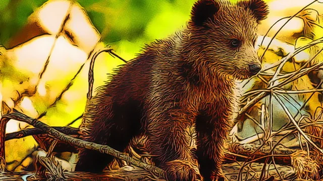 Cute Baby Bears