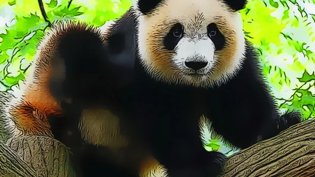 Cute Baby Panda