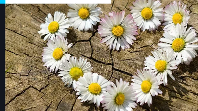 Daisy Heart Jigsaw