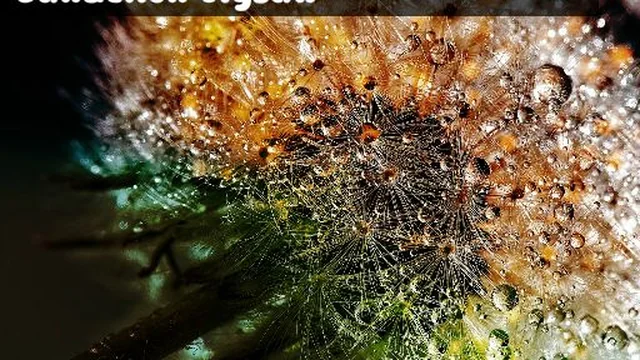 Dandelion Jigsaw
