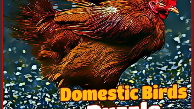 Domestic Birds Puzzle game thumbnail