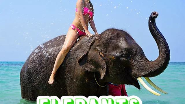 Elephants Puzzle