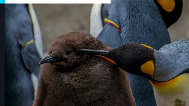 Emperor Penguin Jigsaw