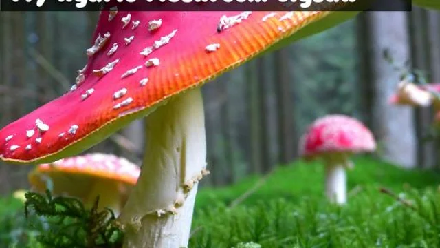 Fly Agaric Mushroom