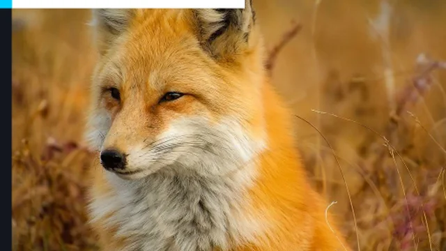 Fox Closeup Jigsaw