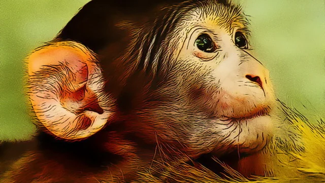 Funny Baby Monkey