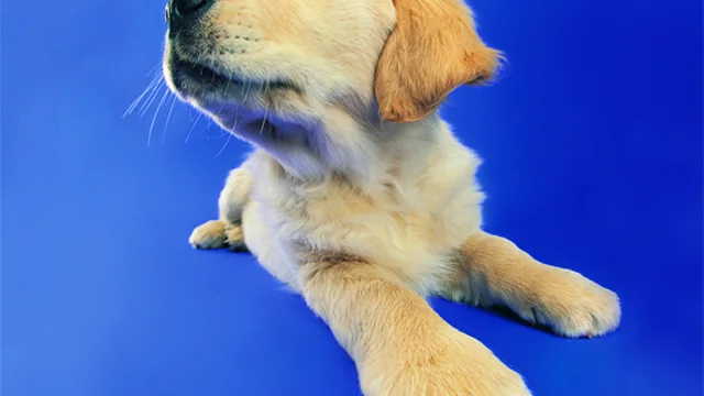 Funny Cats and Dogs Jigsaw Puzzle