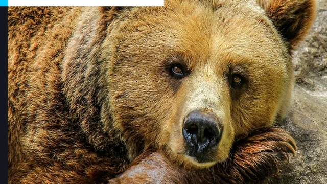 Grizzly Bear Jigsaw