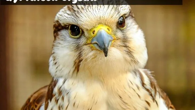 Gyrfalcon Jigsaw