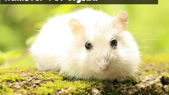 Hamster Pet Jigsaw