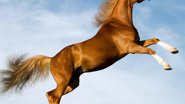 Horse Slide