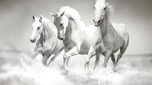 Horses Puzzle