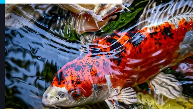 Japanese Koi Fish Jigsaw