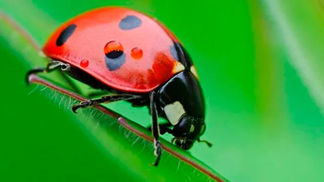 Ladybug Match3
