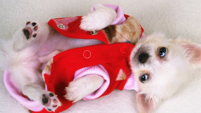 Lovely Puppy Slide game thumbnail