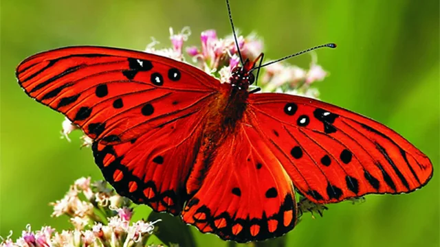 Nature Jigsaw Puzzle - Butterfly
