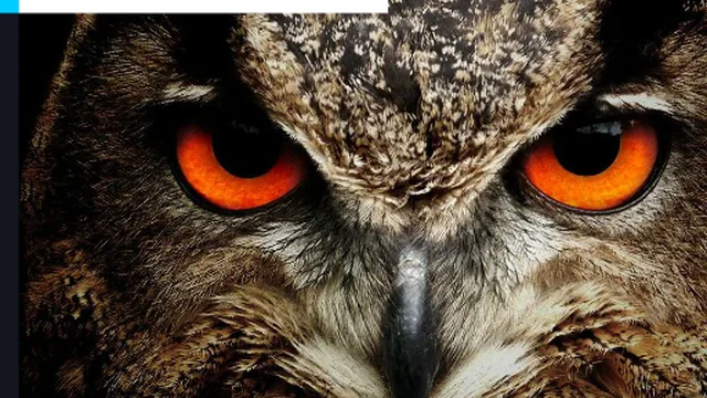 Owl Eyes Jigsaw