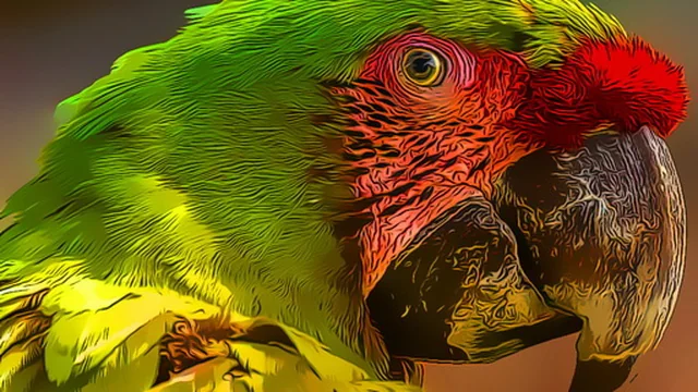 Parrot Bird Puzzle