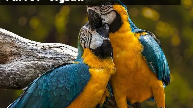 Parrot Jigsaw