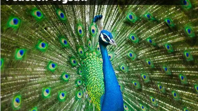 Peacock Jigsaw
