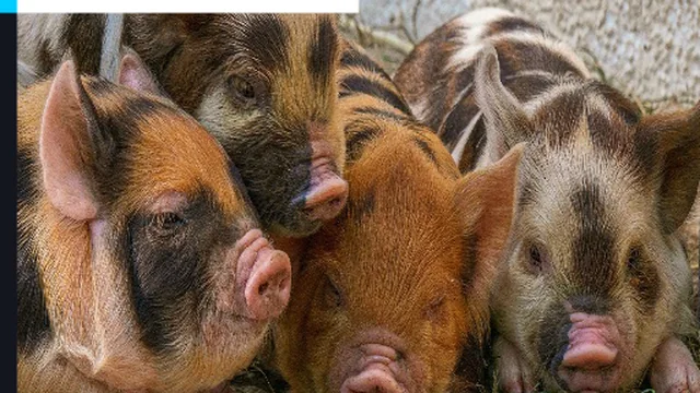 Piglet Piggy Jigsaw