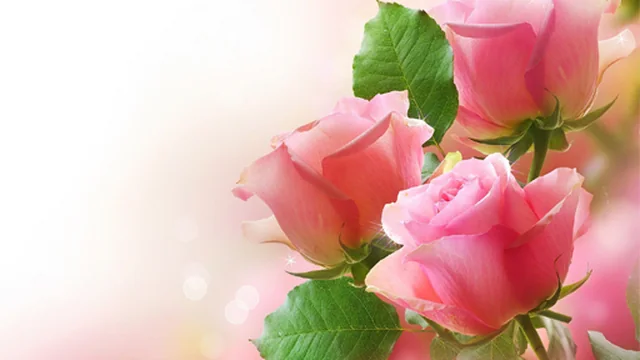 Pink Roses Puzzle