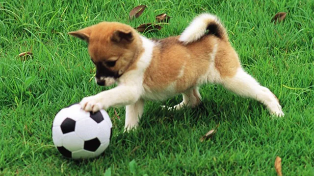 Playful Puppy Outdoor Puzzle