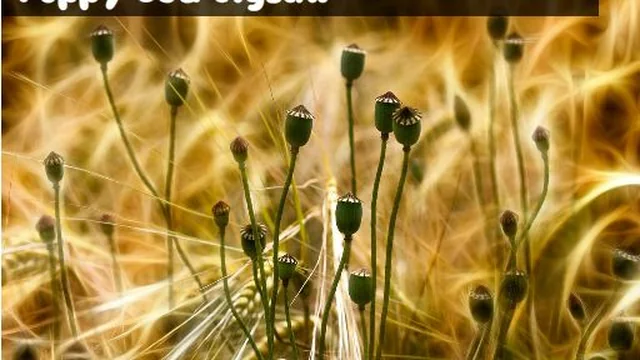 Poppy Bud Jigsaw