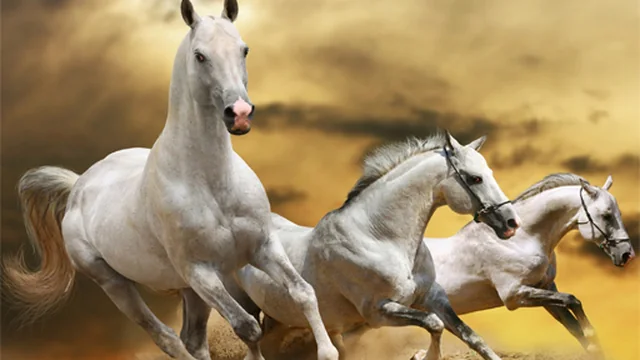 Running Horse Slide