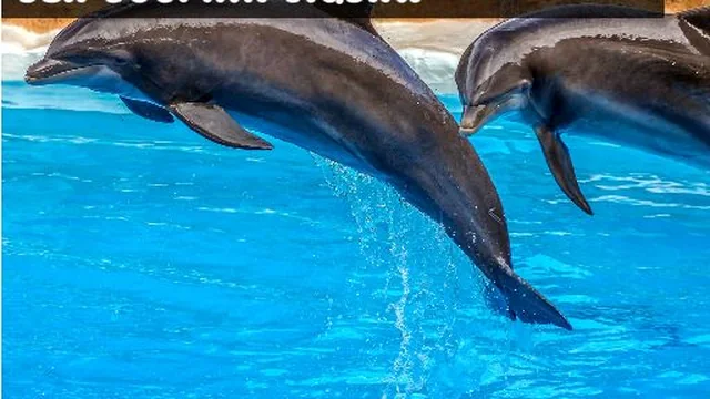 Sea Dolphin Jigsaw