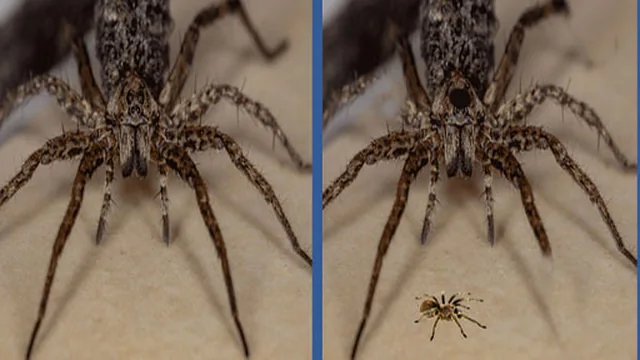 Spider Hidden Difference
