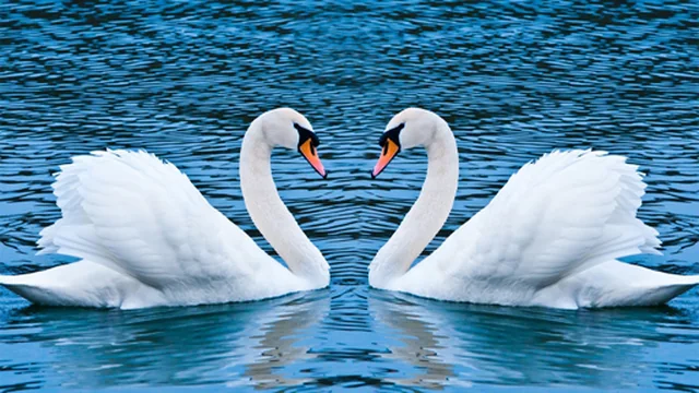 Swans Slide