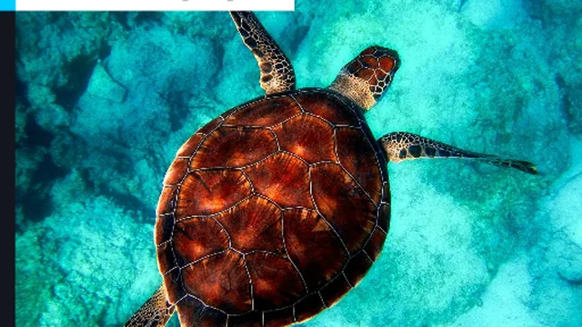 Turtle Diving Jigsaw