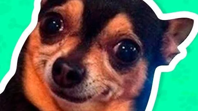 What meme dog are you ?