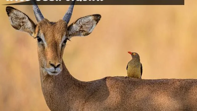 Wild Deer Jigsaw