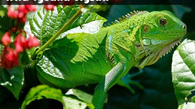 Wild Iguana
